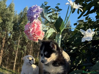 Husky Siberiano perros - Anuncio 1