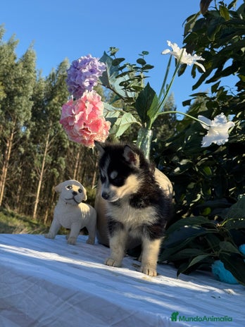 Husky Siberiano perros - Anuncio 1