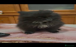 Pomerania perros en venta: Poo pomerania MICRO TOY  - Imagen 6