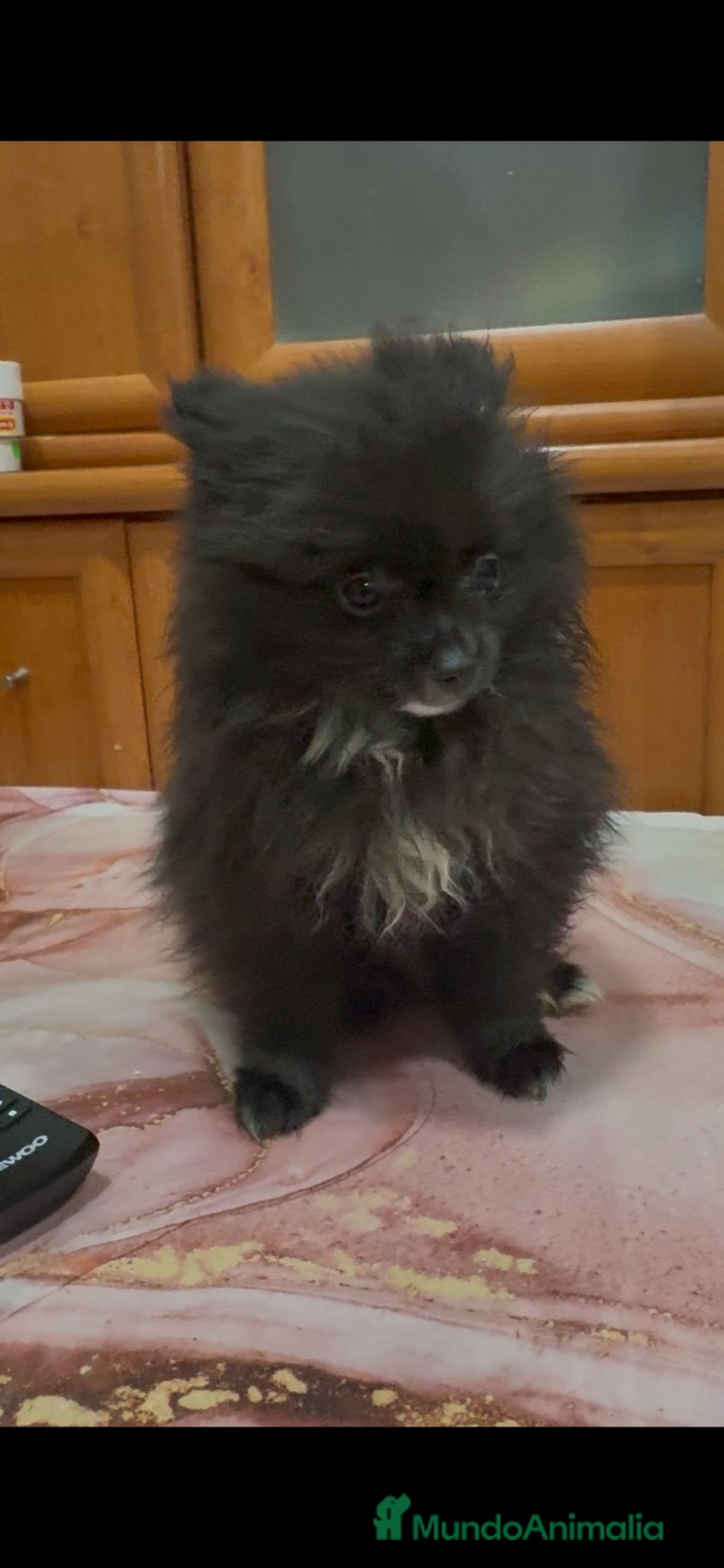 Pomerania perros en venta: Poo pomerania MICRO TOY  - Imagen 6