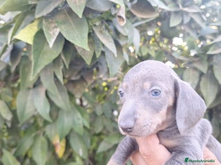 Teckel perros - Anuncio 9