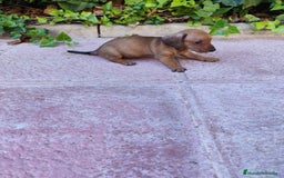 Teckel perros en venta: TECKEL HEMBRA OPORTUNIDAD  - Imagen 6