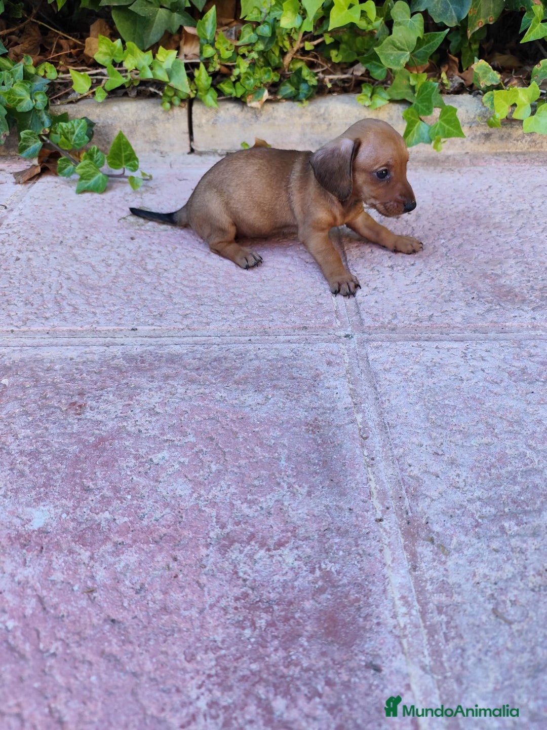 Teckel perros en venta: TECKEL HEMBRA OPORTUNIDAD  - Imagen 6
