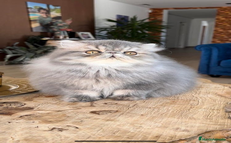 Persa gatos en venta - Anuncio 4