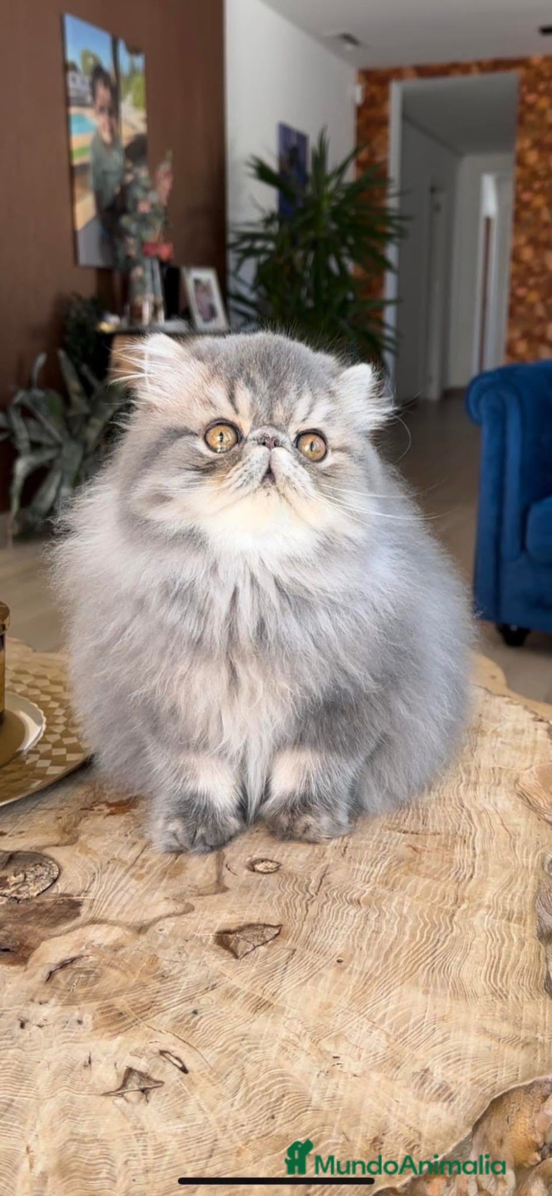 Persa gatos en venta: Macho persa Azul Tabby - Imagen 1
