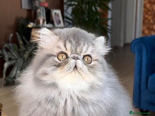Persa gatos - Anuncio 16
