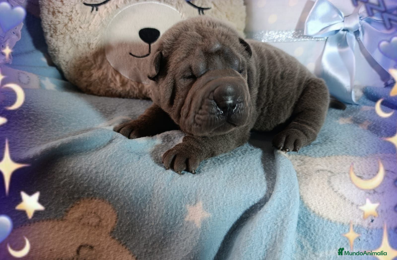 Shar Pei perros ‼️‼️Preciosa camada de minipeis - Anuncio 5