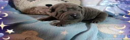 Shar Pei perros en venta: ‼️‼️Preciosa camada de minipeis - Anuncio 1