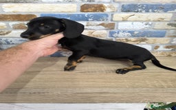 Teckel Miniatura perros en venta: teckel miniatura  - Imagen 6