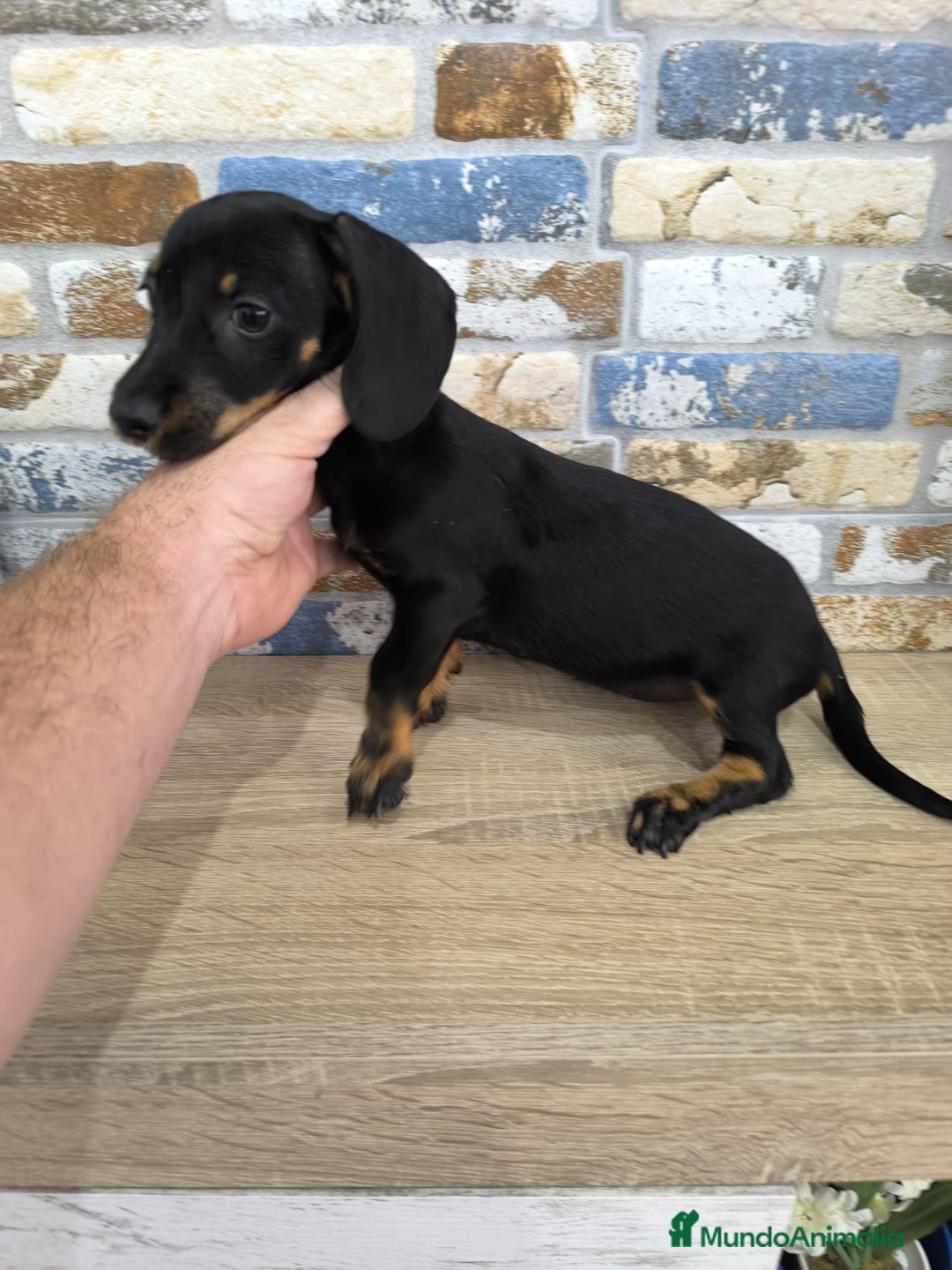 Teckel Miniatura perros en venta: teckel miniatura  - Imagen 6