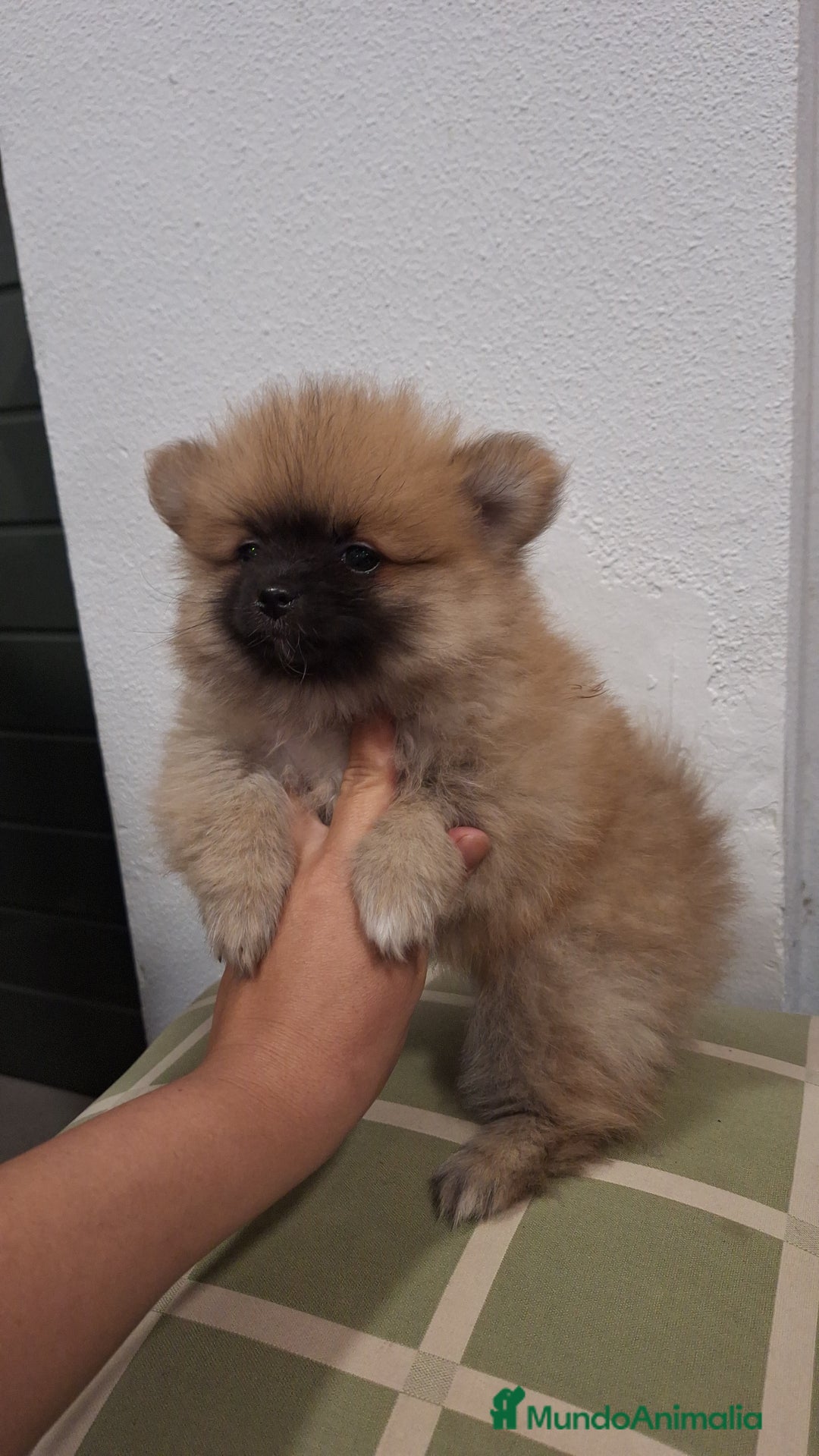 Pomerania perros en venta: Pomerania  - Anuncio 2
