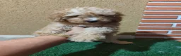 Caniche Toy perros en venta: Cachorritos de caniche toy en Navarra - Anuncio 5