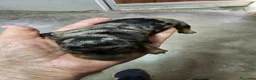 Teckel perros en venta: Bonitos cachorros de Arlequín - Anuncio 6