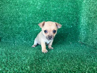 Chihuahua perros chihuahua - Anuncio 1