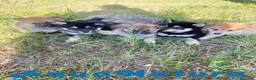 Shiba Inu perros en venta: Camada Shiba Inu de Marsi y Simbad AQUANATURA - Anuncio 2