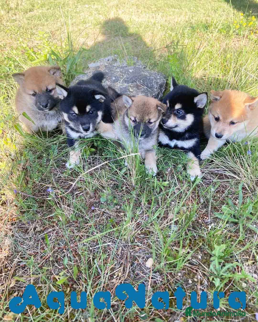 Shiba Inu perros en venta: Camada Shiba Inu de Marsi y Simbad AQUANATURA - Anuncio 2