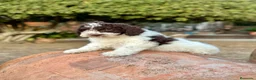 Perro de Agua Español perros en venta: Perro de Agua - Anuncio 1