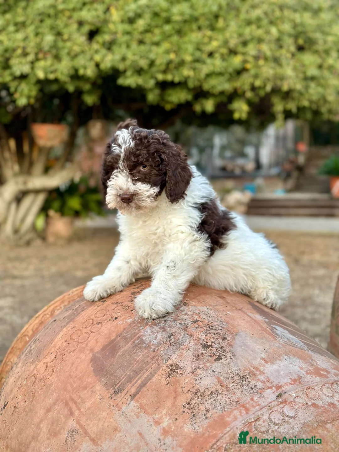 Perro de Agua Español perros en venta: Perro de Agua - Anuncio 1
