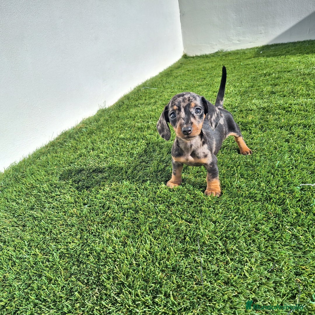 Teckel Miniatura perros en venta: TECKEL KANINCHEN ARLEQUIN  - Anuncio 2