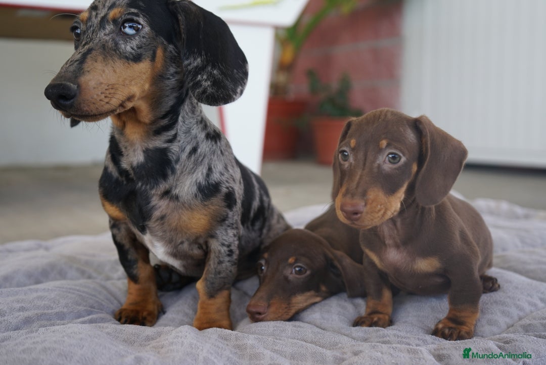 Teckel Miniatura perros en venta: ✨ Cacao & Bongo ✨ - Imagen 7