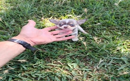 Chihuahua perros en venta: 🐶✨ Cachorros Chihuahua de Línea Exclusiva ✨🐶 - Imagen 5