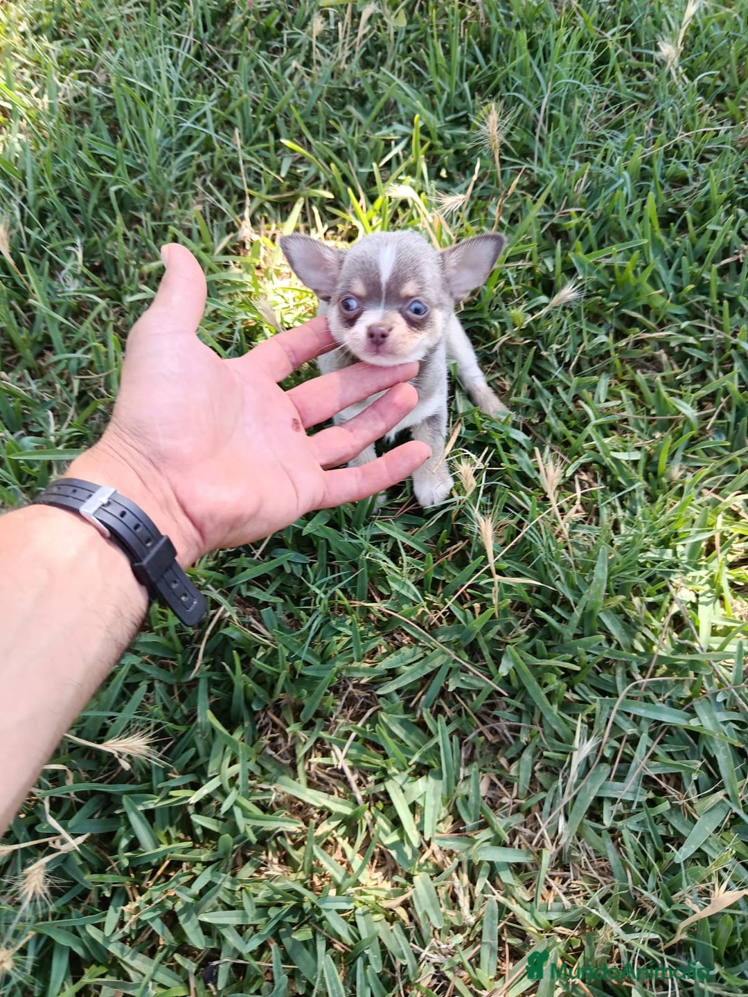 Chihuahua perros en venta: 🐶✨ Cachorros Chihuahua de Línea Exclusiva ✨🐶 - Imagen 5