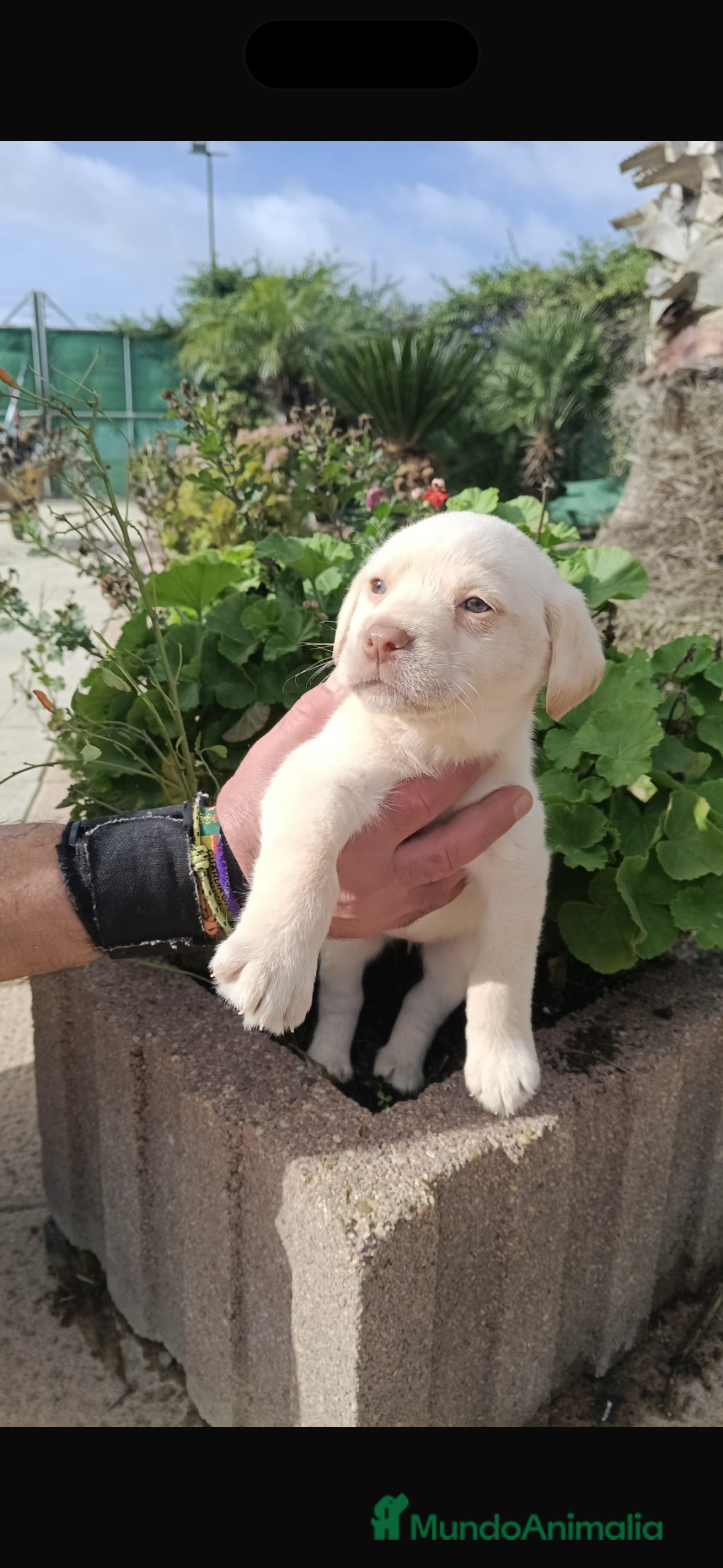 Labrador Retriever perros Labrador retriever hembra  - Anuncio 4