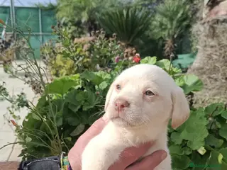 Labrador Retriever perros Labrador retriever hembra - Anuncio 4