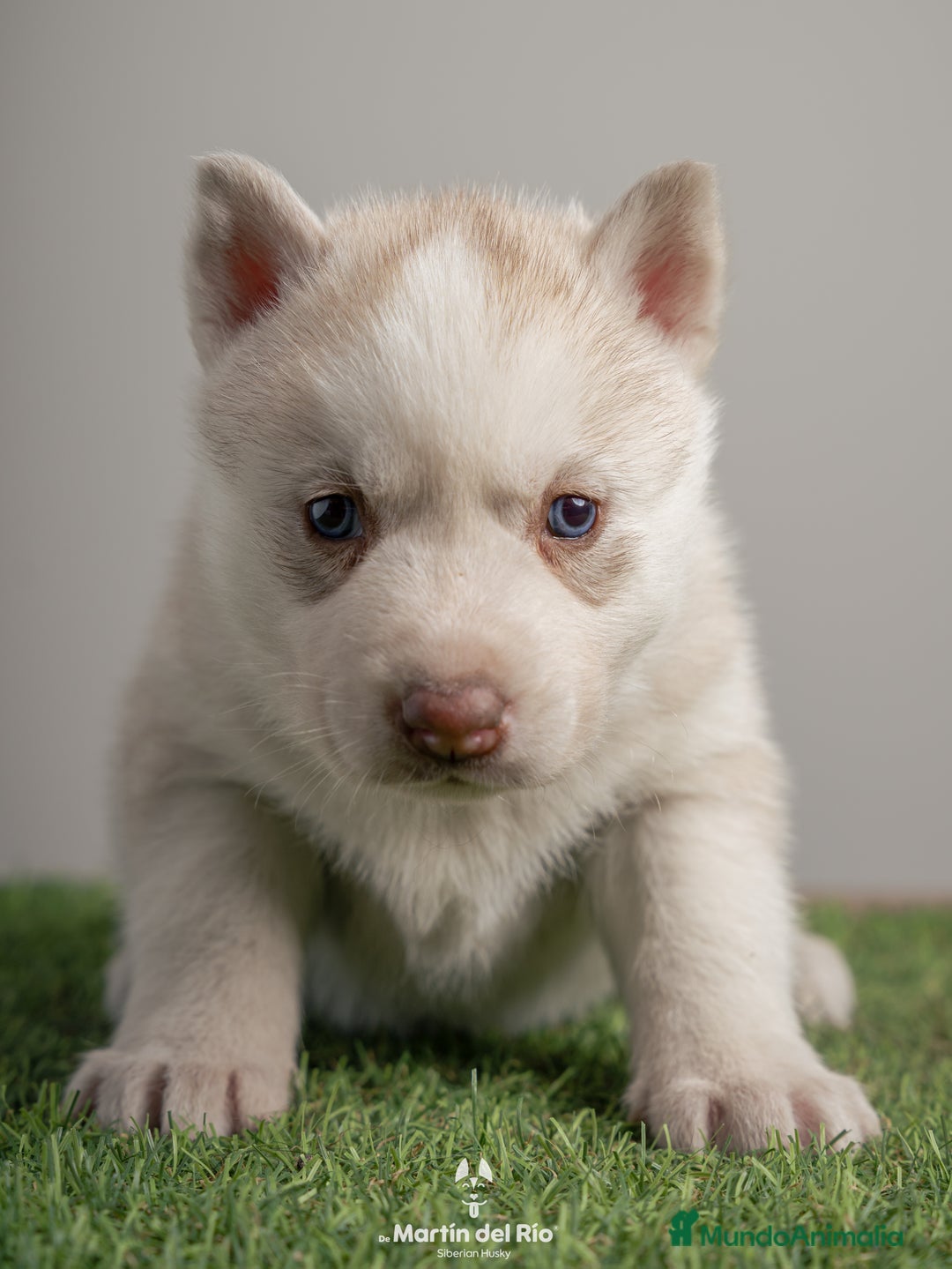 Husky Siberiano perros en venta: IDEAL CAMADA HUSKY - Anuncio 5
