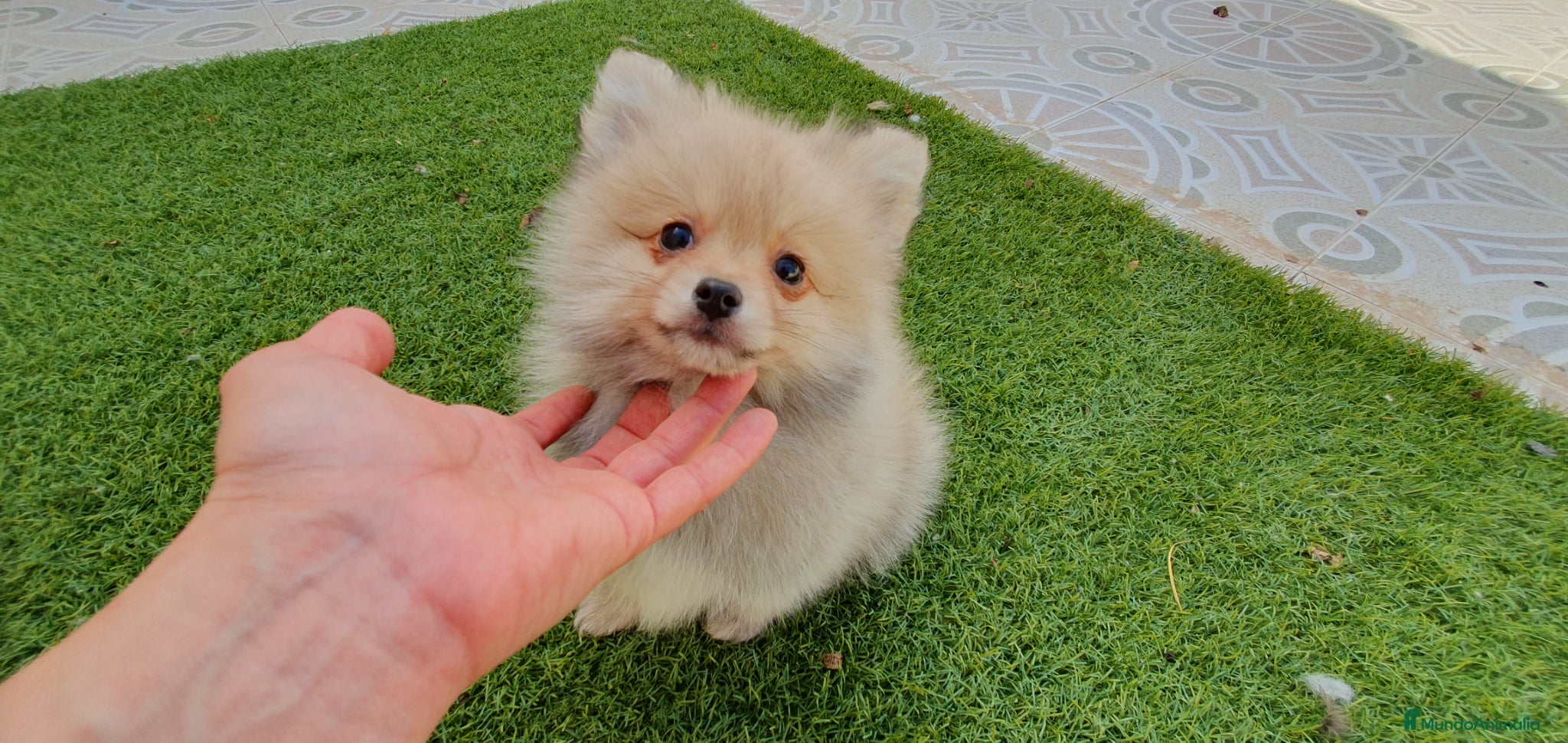 Pomerania perros Pomerania machito - Anuncio 2