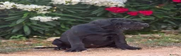 Cane Corso perros en venta: La hembra negra de Cane Corso  - Anuncio 3
