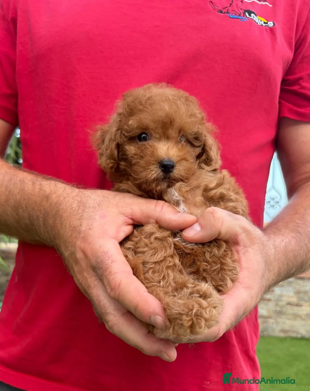 Caniche Enano perros en venta: Caniche enano apricot  - Anuncio 1