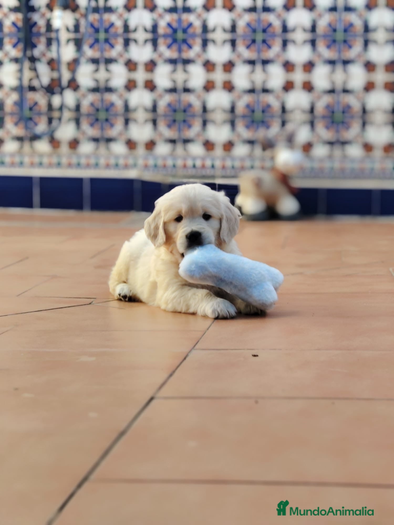 Golden Retriever perros golden retriever  - Anuncio 2