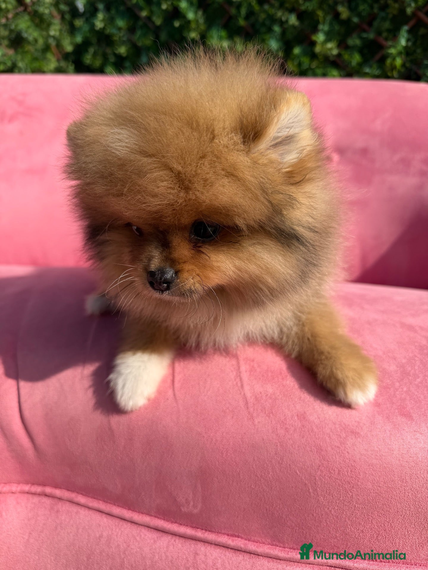 Pomerania perros Pomerania  - Anuncio 2