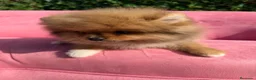Pomerania perros en venta: Pomerania  - Anuncio 1