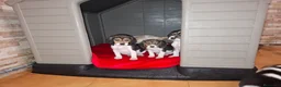 Beagle perros en venta: BEAGLES - Anuncio 20