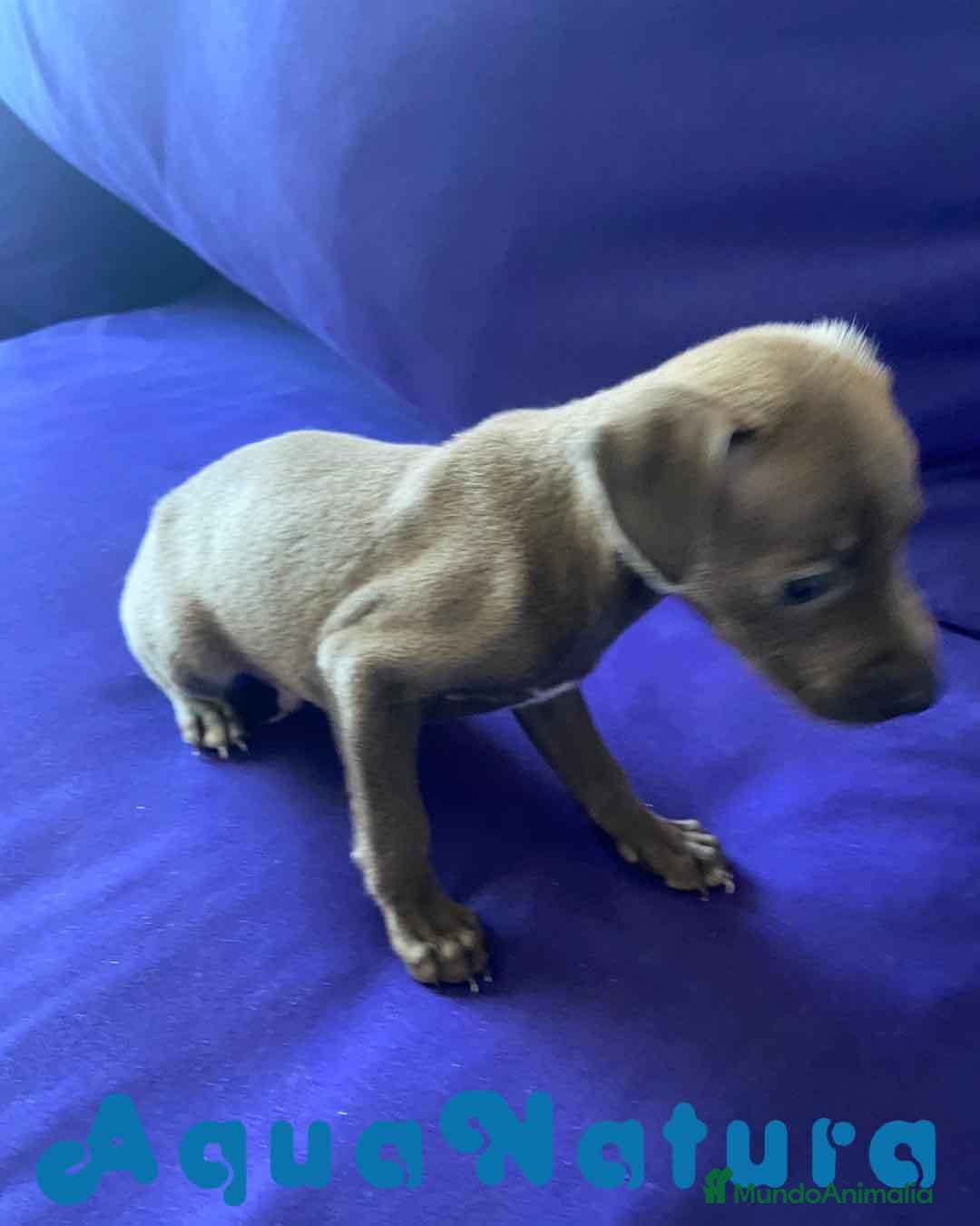 Pequeño Lebrel Italiano perros Lebrel Italiano Macho 2003 AQUANATURA - Anuncio 2