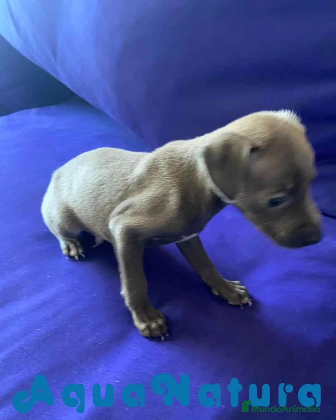 Pequeño Lebrel Italiano perros en venta: Lebrel Italiano Macho 2003 AQUANATURA - Anuncio 2
