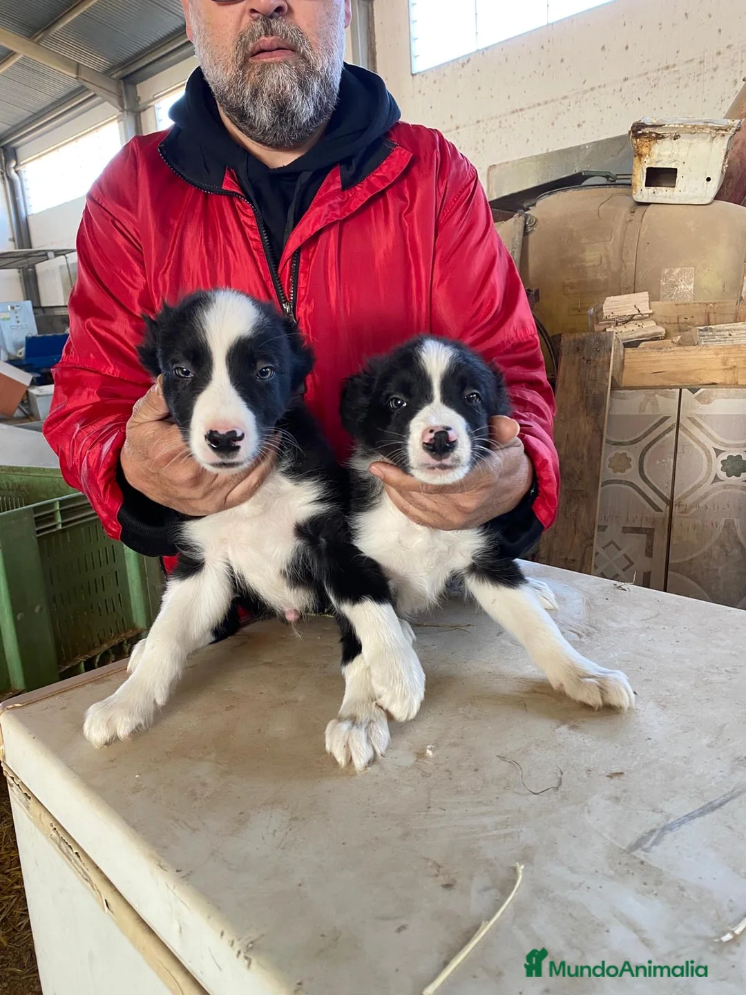 Border Collie perros en venta: CACHORROS DE BORDER COLLIE - Anuncio 8