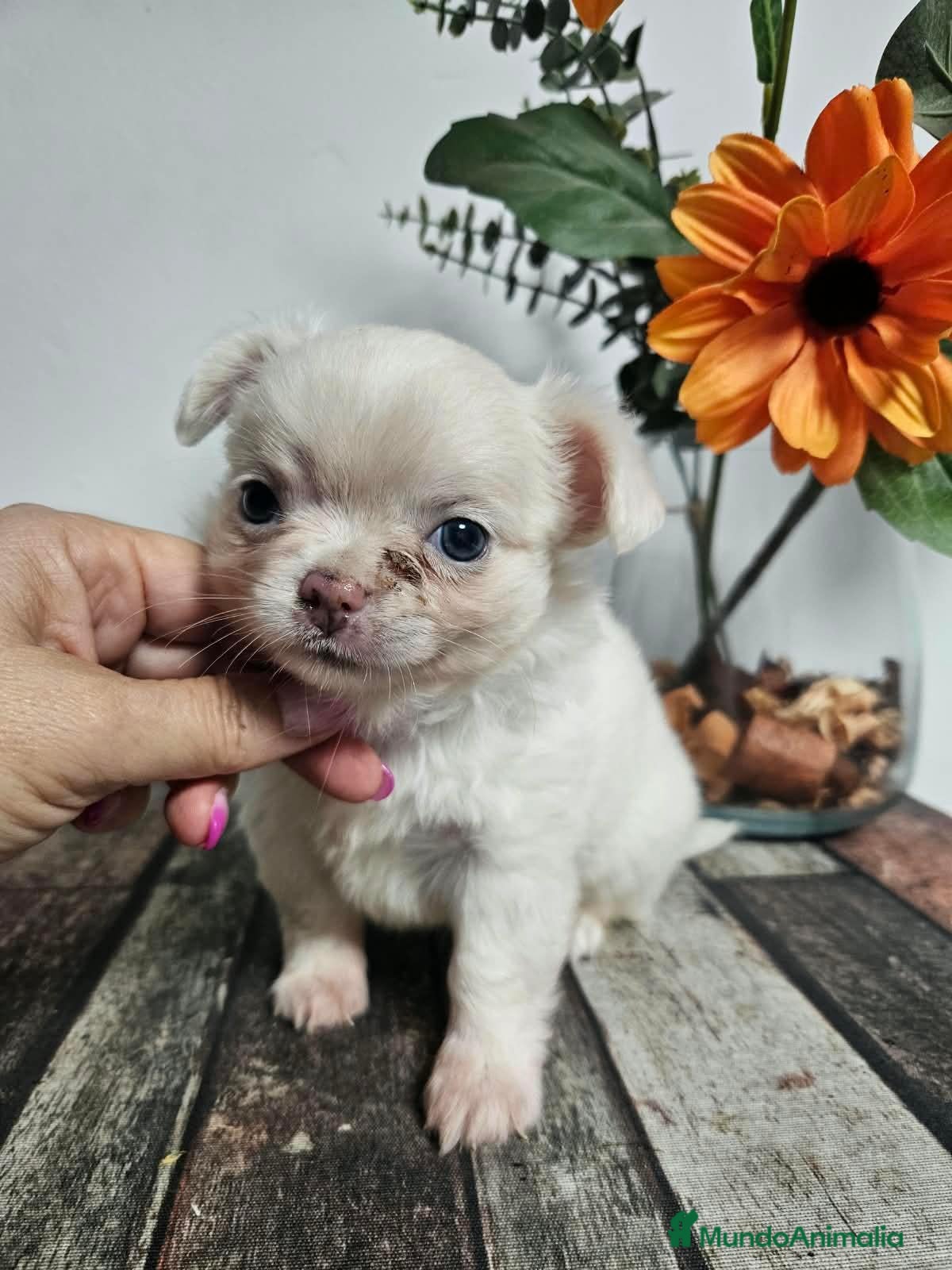 Chihuahua perros en venta: Chihuahua pelo largo - Anuncio 1