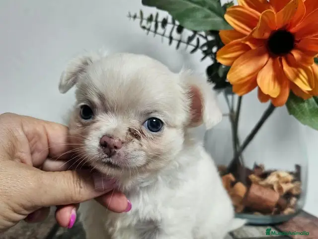 Chihuahua perros en venta: Chihuahua pelo largo - Anuncio 1