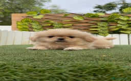 Pekinés perros en venta: PEKINES HEMBRA - Imagen 8