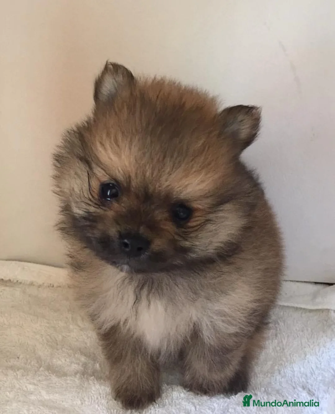 Pomerania perros en venta: OSITOS DE PELUCHE DISPONIBLES//// en Badajoz - Anuncio 4
