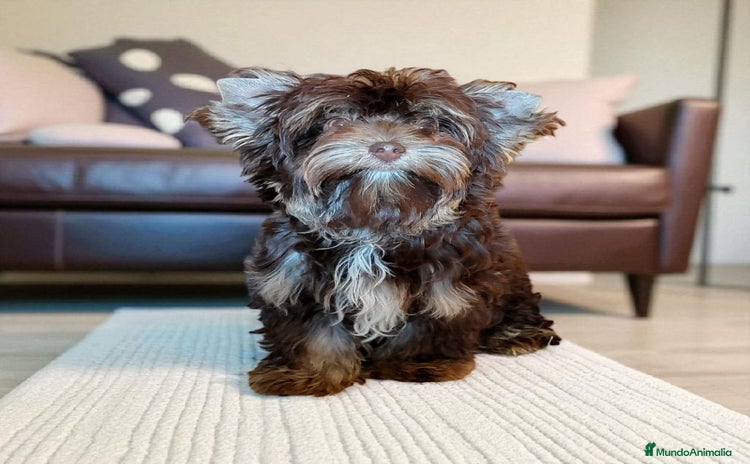 Biewer Yorkshire Terrier a la Pom Pon perros - Anuncio 11