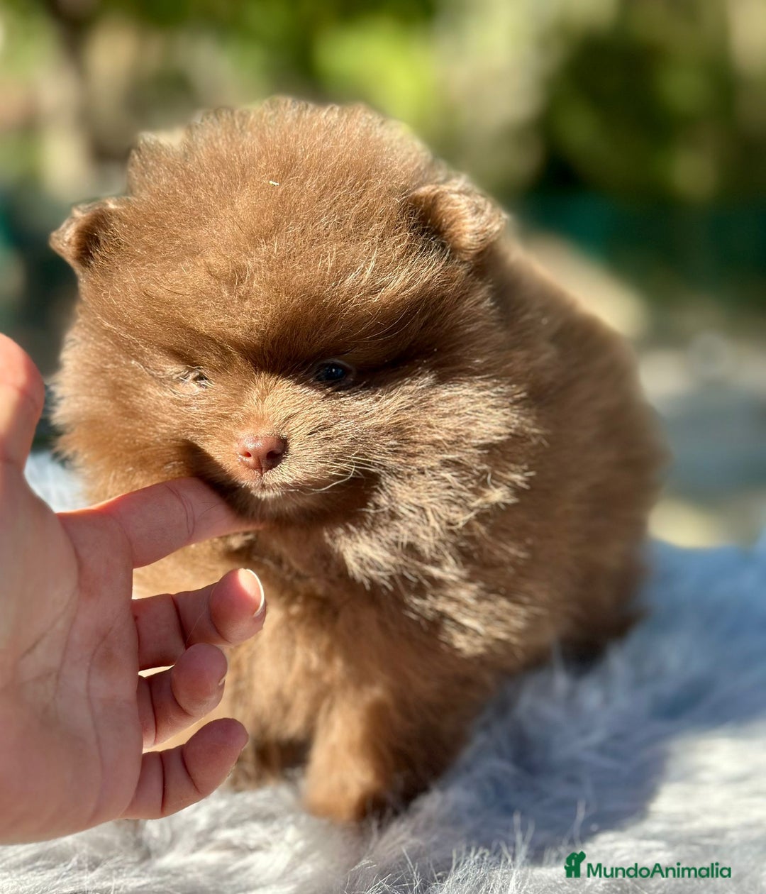Pomerania perros en venta: Pomerania chocolate cara oso  - Imagen 2