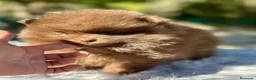 Pomerania perros en venta: Pomerania chocolate cara oso  - Anuncio 2