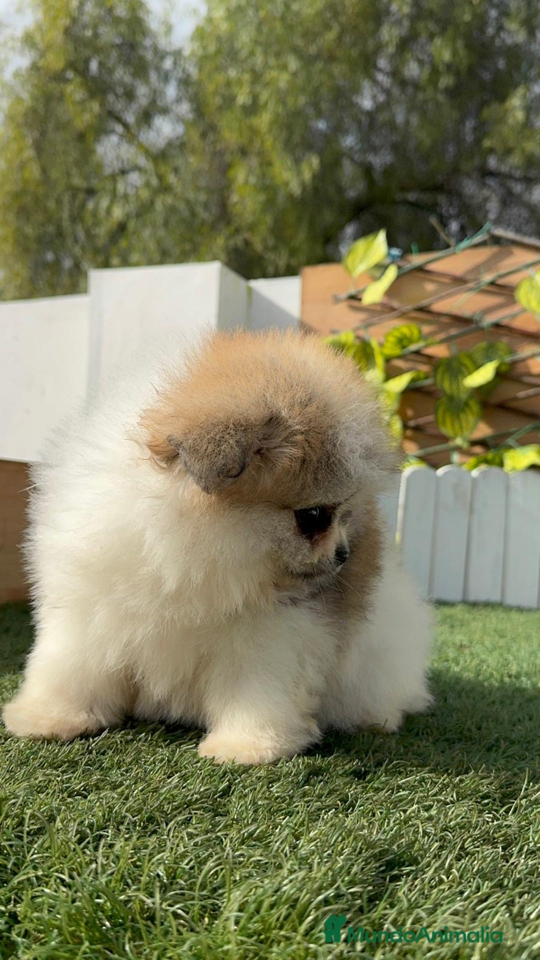 Pomerania perros en venta: POMERANIA HEMBRA - Anuncio 4