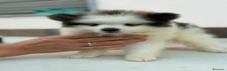 Pomerania perros en venta: Macho pomerania bicolor🐻⭐️ - Anuncio 2