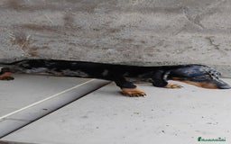 Teckel perros en venta: Macho teckel arlequín plata  - Imagen 3