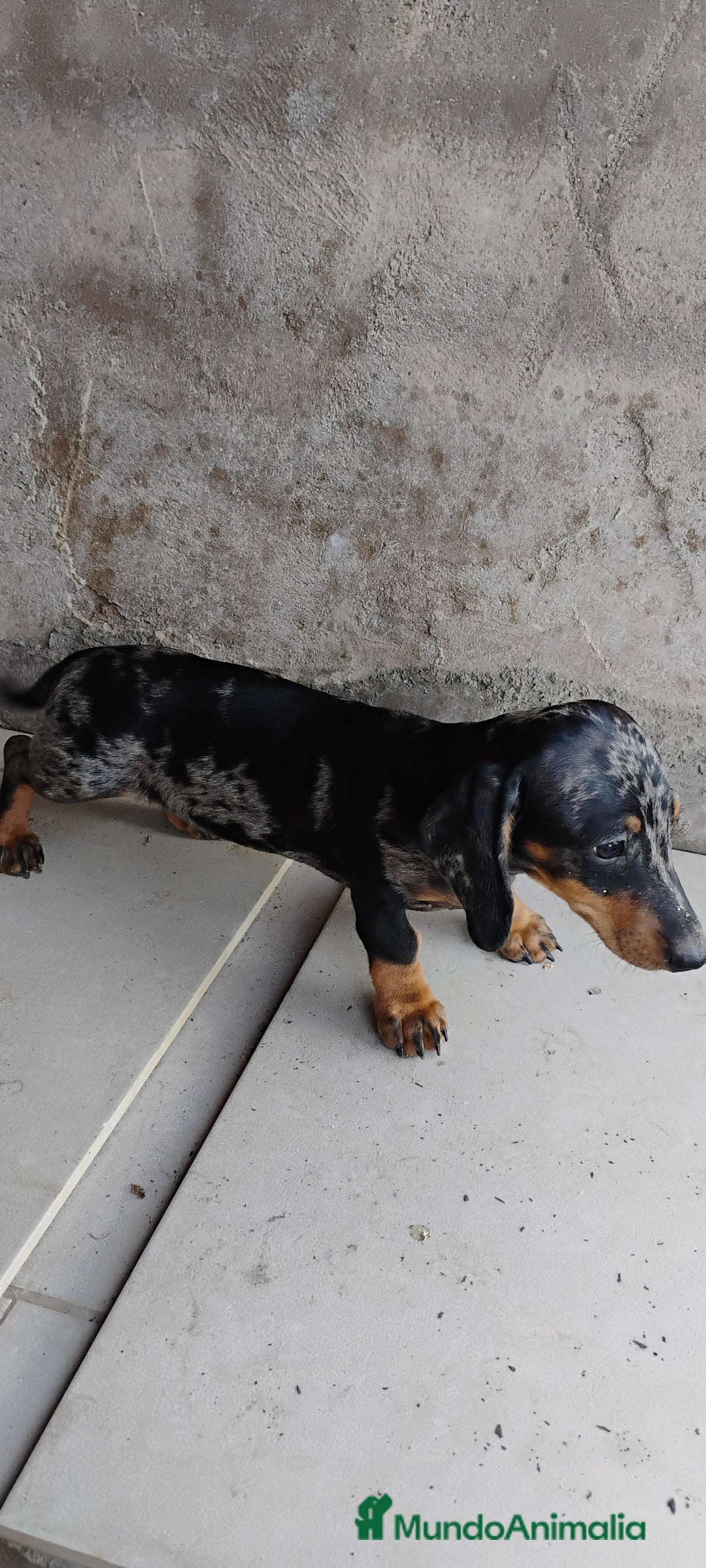 Teckel perros en venta: Macho teckel arlequín plata  - Imagen 3